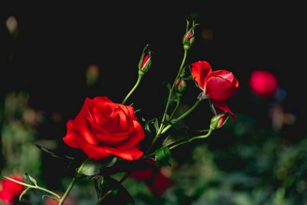 1652581801680877.jpg 12.jpg