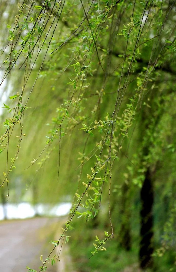 1711007919432849.jpg 图28.jpg