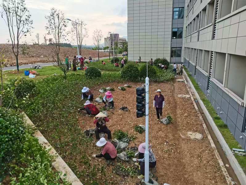江苏科技大学：物业中心圆满完成长山校区63号学生宿舍楼绿化工程2.jpg