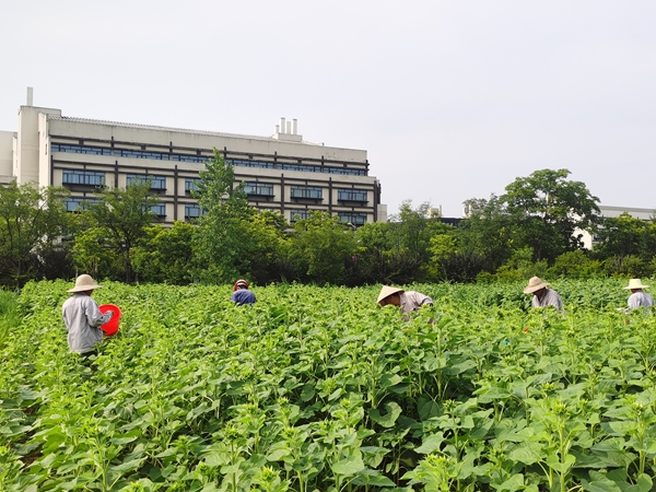 1750320182117126.jpg 1-2.jpg